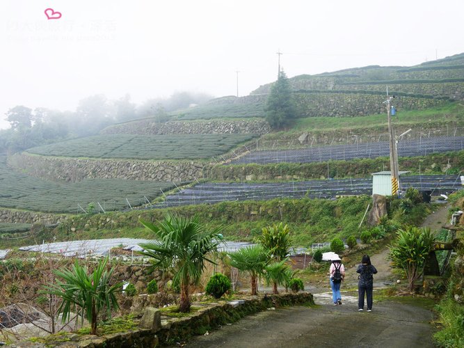 PJ大俠嘉義旅遊阿里山景點樂野來吉山豬部落