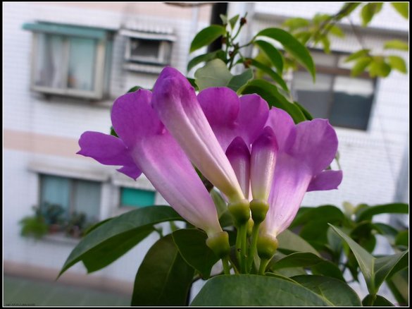 P1190051