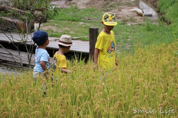 夜裡惱人清夢、外出叮到滿腳紅豆冰？夏天蚊子到底怎麼防？！水清淨精油驅蚊噴霧