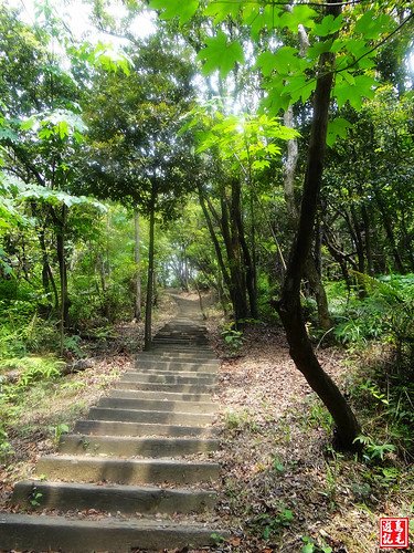 內溝山桐花步道 (46).jpg