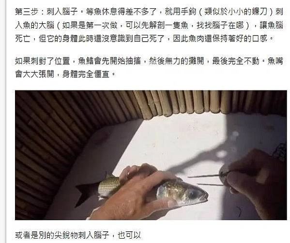 弓魚/吃魚/弓魚為一種在福建省建甌市傳承了兩百餘年的傳統綁魚