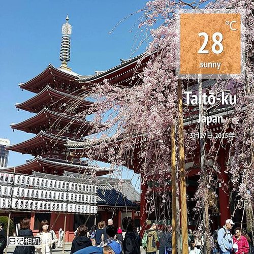 sakura1.jpg