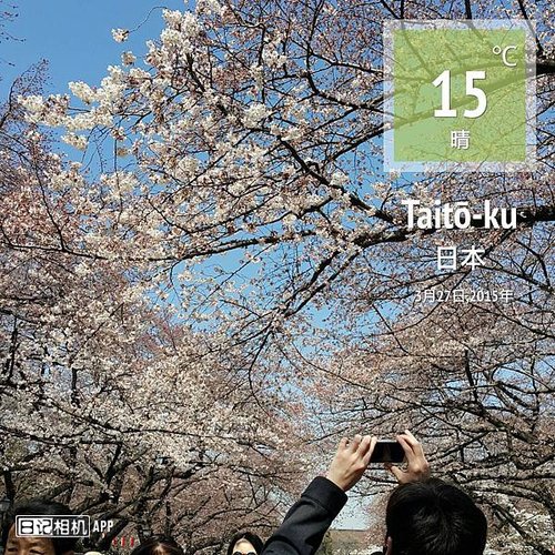 sakura21.jpg