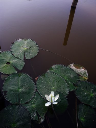 挑米村草南濕地