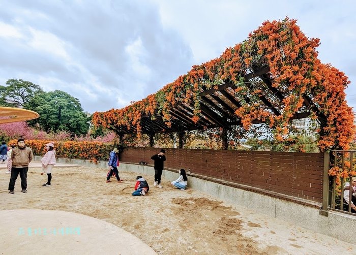 鶯歌永吉公園 炮仗花5.jpeg