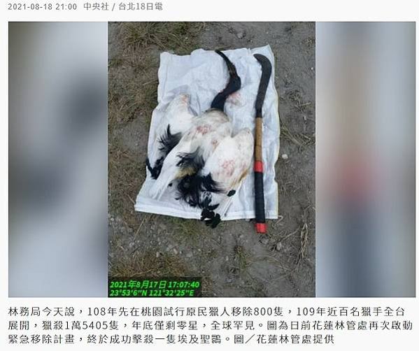 埃及聖䴉-外來入侵種襲台出動獵人射殺/埃及聖䴉，黑色嘴巴像尖