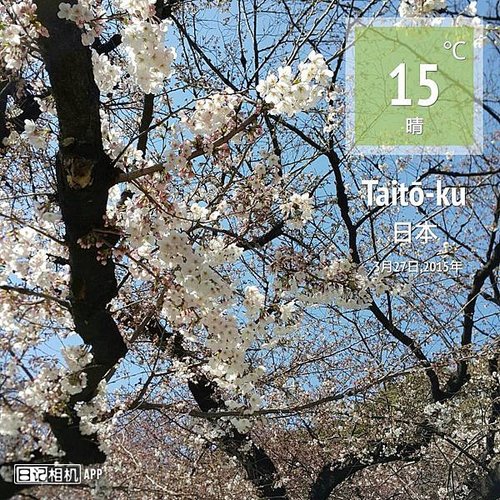 sakura12.jpg