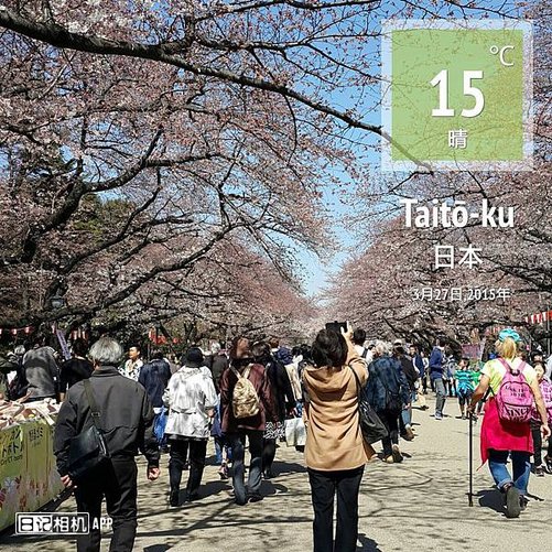 sakura15.jpg