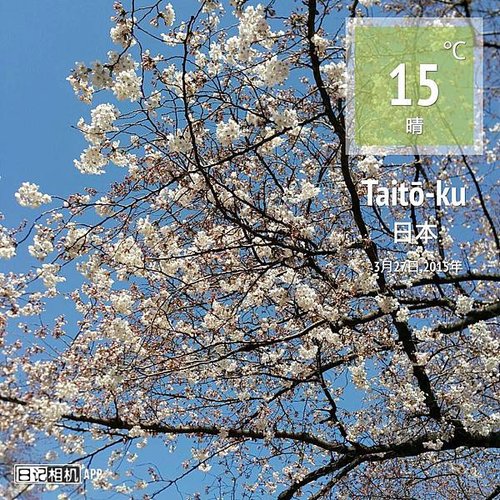 sakura22.jpg