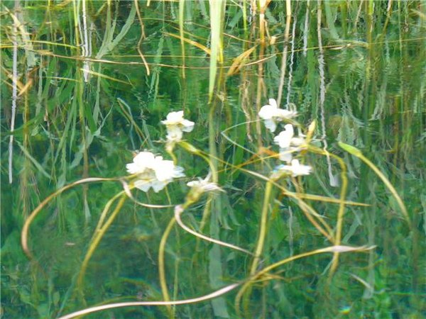 雲南植物：水性楊花