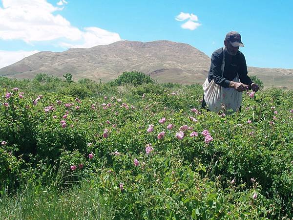 Melvita_Iran valley of rose_