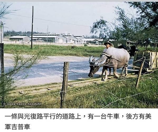 1960/1958年新竹客家婦女真實從事農務/新竹市光復路牛