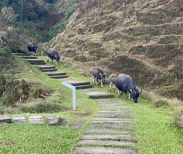 「水牛精神」水牛伯沒架子髒兮兮挖水溝 網友感動淚推/「雖敗猶