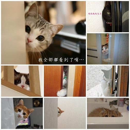 貓咪偷窺大集合002