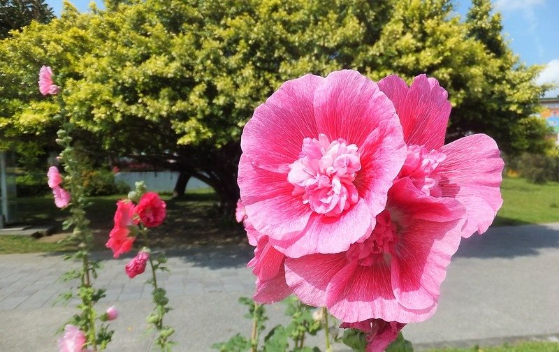 蜀葵(圓山花博公園) (9)