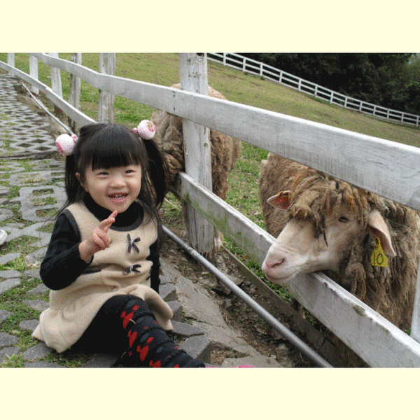 2010家庭旅行day4綠光森林餵羊篇-1.gif