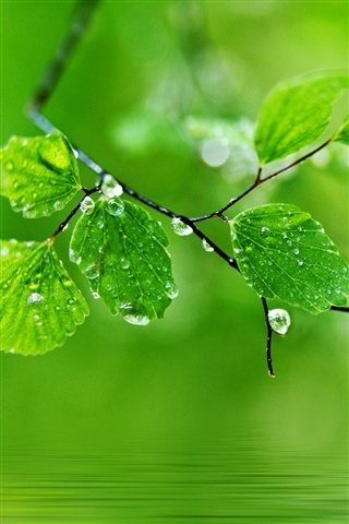 Green-background-water-drops-on-the-leaves_320x480_iPhone_3GS_wallpaper.jpg