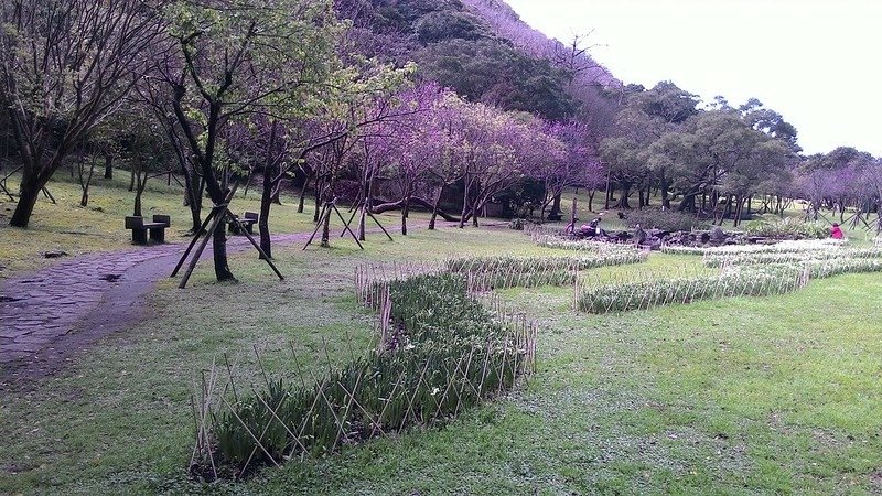 陽明山賞櫻等大妹 069