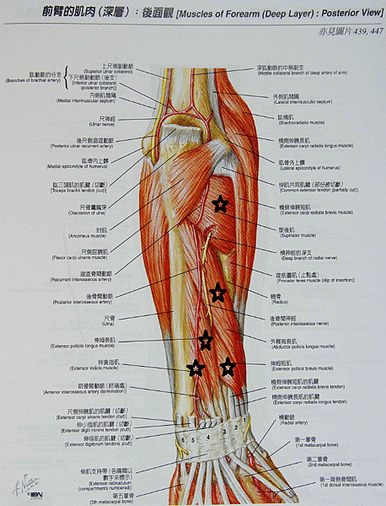 前臂後腔室深層.png