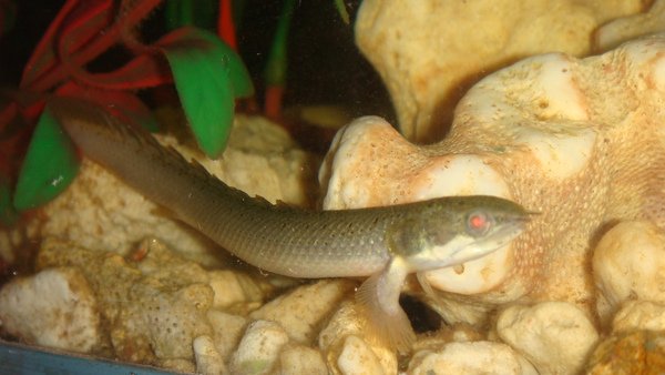 恐龍魚(1).JPG