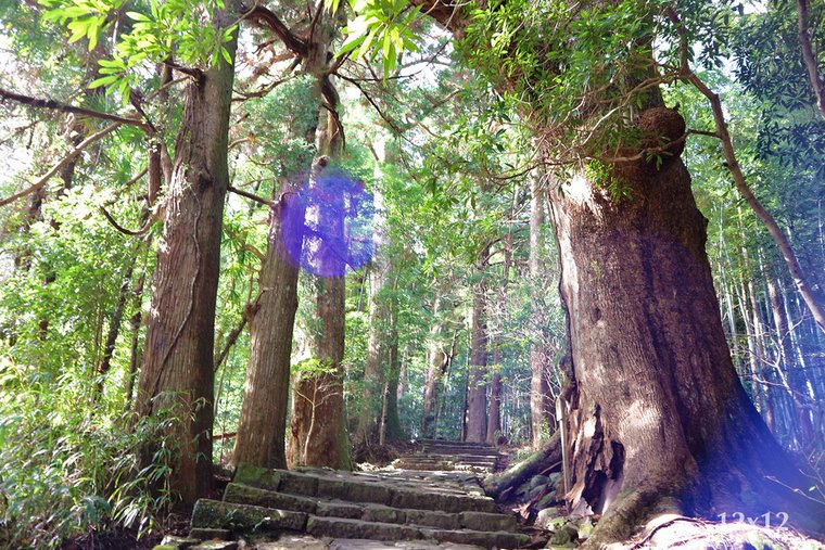 | 和歌山・紀伊勝浦 | 靈氣滿滿的熊野那智大社～有狗