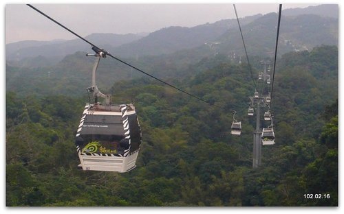 新北文山 貓空賞魯冰花.杏花