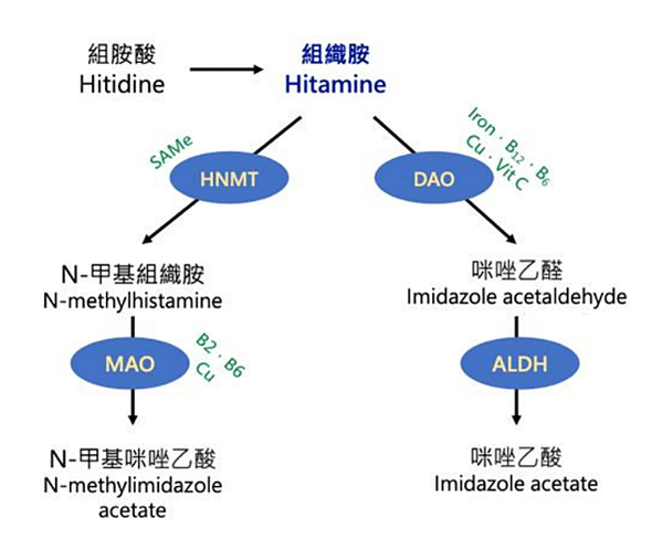 組織胺的產生與代謝-台北組織胺分析(全血)