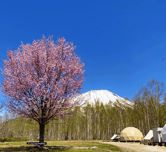 北海道真狩焚火露營場 - 獨佔羊蹄山的第一排, 冬季也可以優