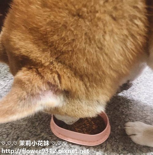 毛孩舟舟 雞肉鬆 水滴肉乾 雞柳條 雞肉圈圈 (13).jpg