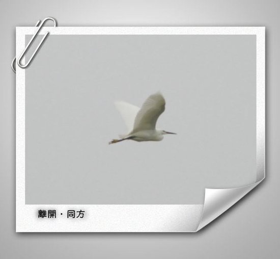 小白鷺.jpg