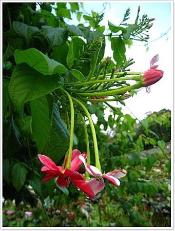 貓與花_029.JPG
