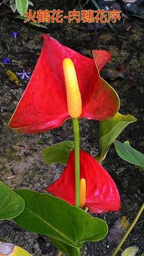 新竹市安親班-佑孳植物花果實種子(3上)
