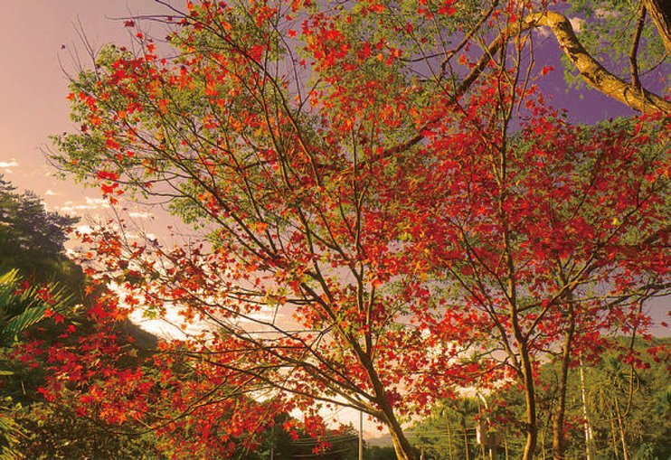 14紅葉村-楓葉.jpg