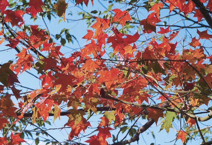 15紅葉村-楓葉.jpg