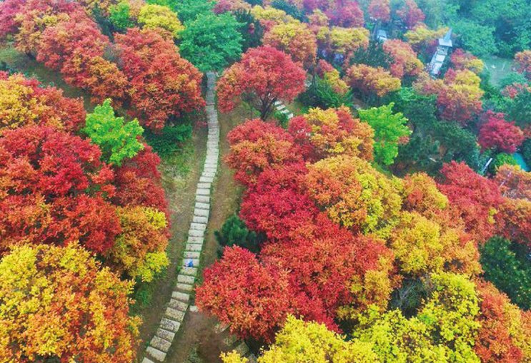 03陽明山-楓葉.jpg