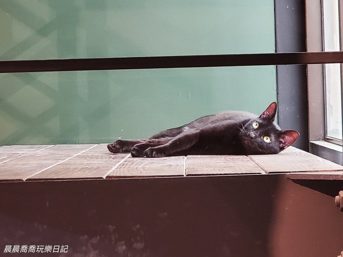 宜蘭貓咪咖啡廳推薦【漫步小森林】超可愛米克斯&amp;貓咪店長，一起
