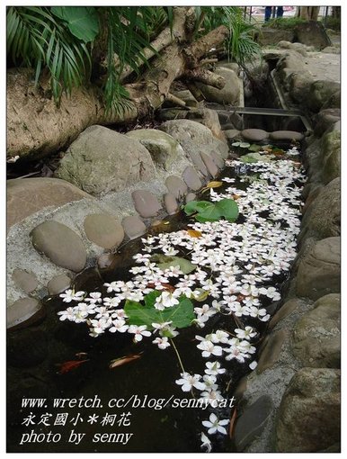 水中的桐花