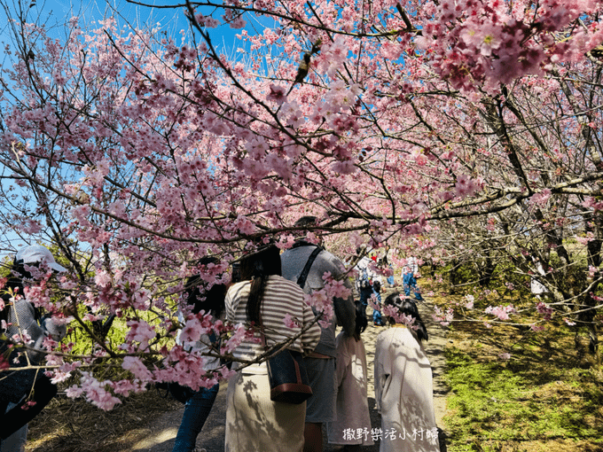 宜蘭賞櫻秘境【櫻悅景觀渡假別墅】茶園櫻花隧道｜大同鄉玉蘭茶園