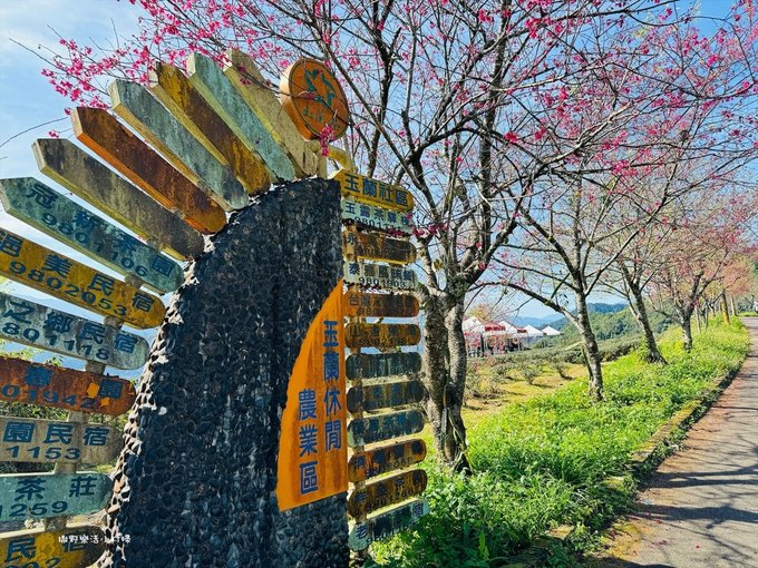 宜蘭大同【玉蘭茶園】初春櫻花相伴，漫步穿梭茶園小徑，遠眺蘭陽