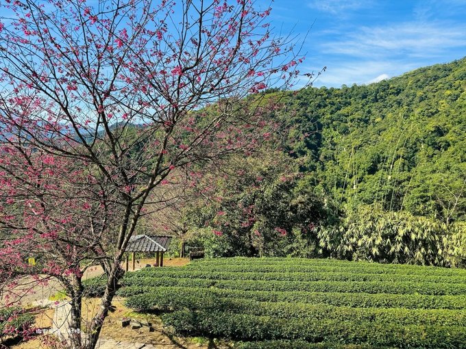 宜蘭大同【玉蘭茶園】初春櫻花相伴，漫步穿梭茶園小徑，遠眺蘭陽