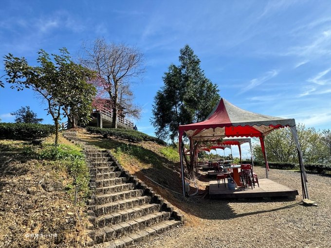 宜蘭大同【玉蘭茶園】初春櫻花相伴，漫步穿梭茶園小徑，遠眺蘭陽