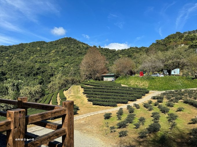 宜蘭大同【玉蘭茶園】初春櫻花相伴，漫步穿梭茶園小徑，遠眺蘭陽