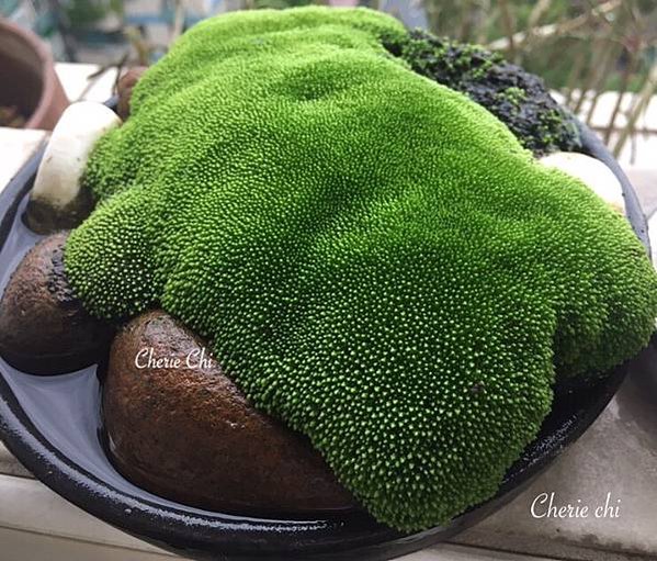 Moss Fairy  墜入青苔界的精靈