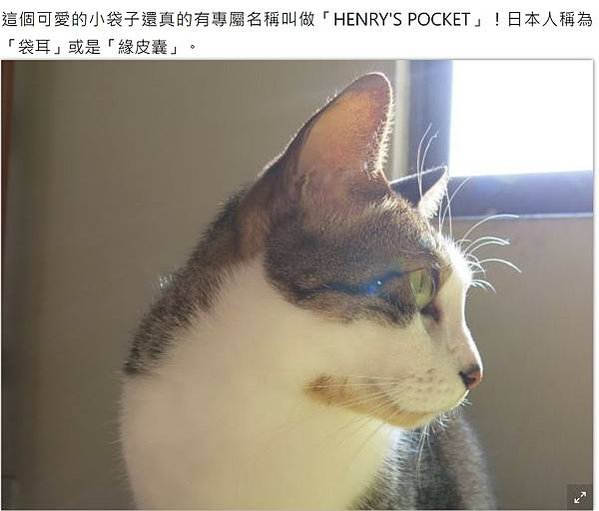 貓耳袋：又叫亨利氏袋（Henry’s Pocket），獨特嘅