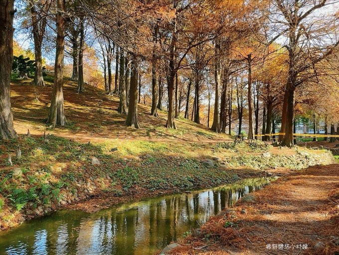 偶像劇場景般的落羽松森林【羅東運動公園】秋冬季節染成橘紅一片