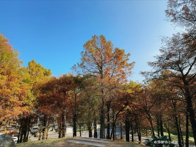 偶像劇場景般的落羽松森林【羅東運動公園】秋冬季節染成橘紅一片