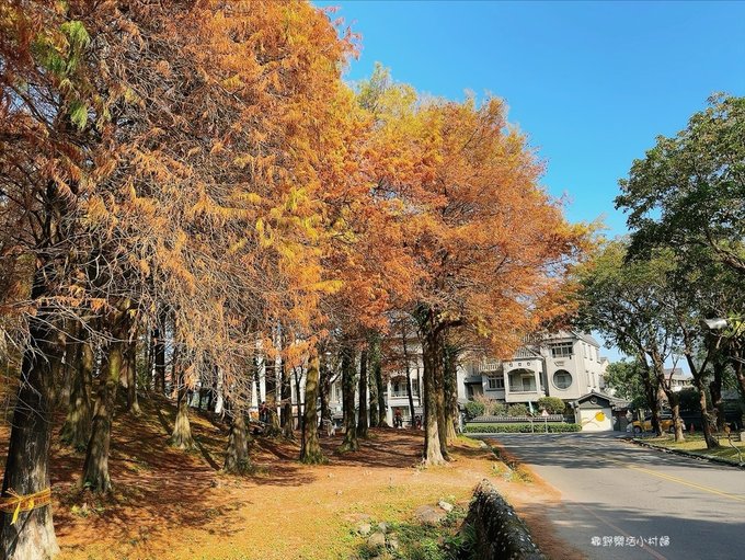 偶像劇場景般的落羽松森林【羅東運動公園】秋冬季節染成橘紅一片