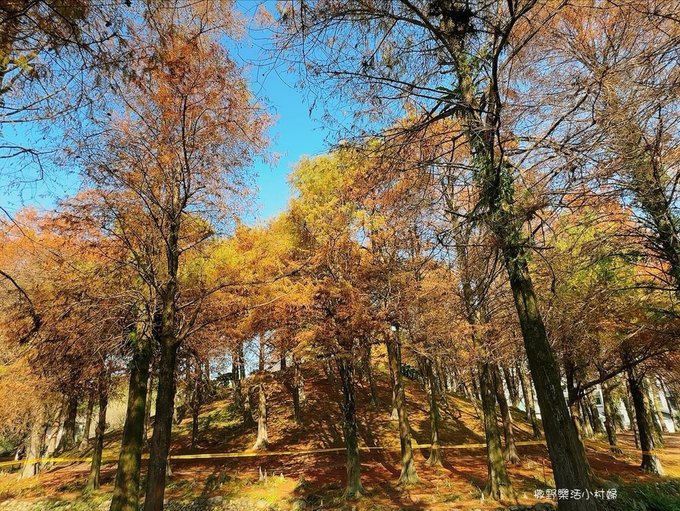 偶像劇場景般的落羽松森林【羅東運動公園】秋冬季節染成橘紅一片