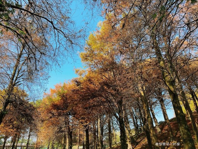 偶像劇場景般的落羽松森林【羅東運動公園】秋冬季節染成橘紅一片