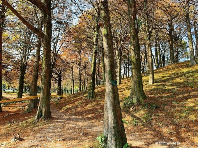 偶像劇場景般的落羽松森林【羅東運動公園】秋冬季節染成橘紅一片